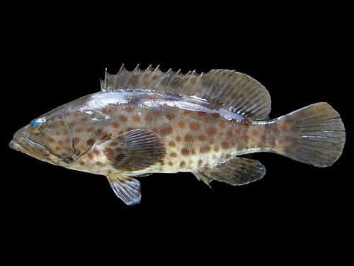 Orange-spotted grouper